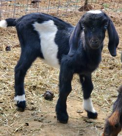 Mini nubian goats for sale in Colorado